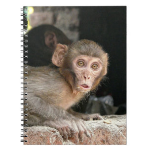 Espiral Macaco Scared com o caderno grande dos olhos