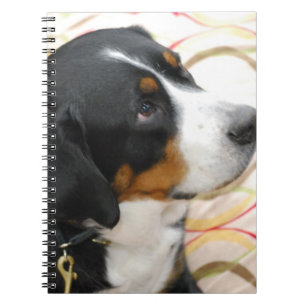 Espiral Maior caderno suíço do cão da montanha