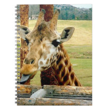 O girafa que cola o é caderno da língua para fora
