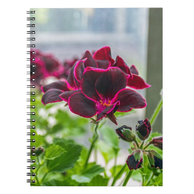 Espiral O roxo floresce o caderno (Frente)