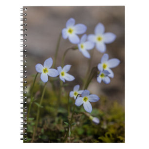Espiral O roxo pequeno de Bluets floresce o caderno do