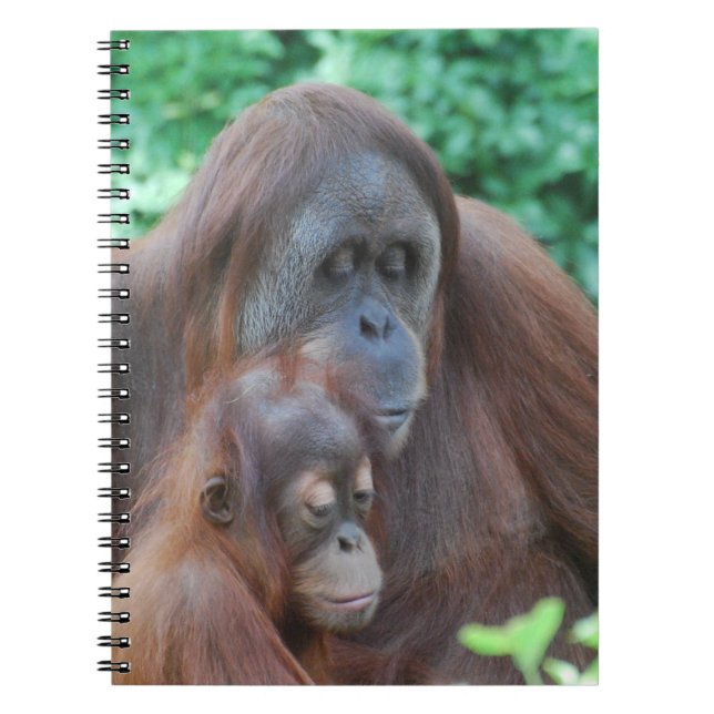 Espiral Orangotango do bebê com caderno da mãe (Frente)