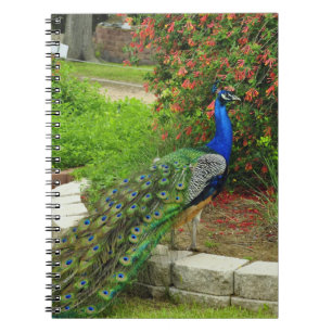 Espiral Pavão e caderno bonitos das flores