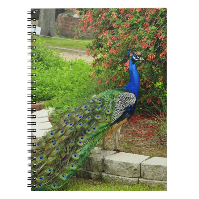Espiral Pavão e caderno bonitos das flores (Frente)