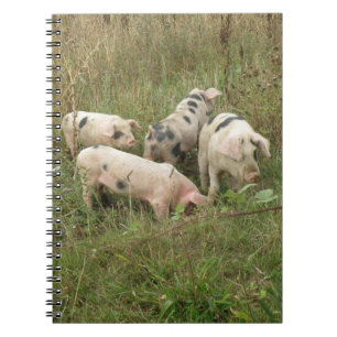 Espiral Porcos em um caderno do campo