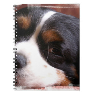 Espiral Rei Charles Cavalier Caderno