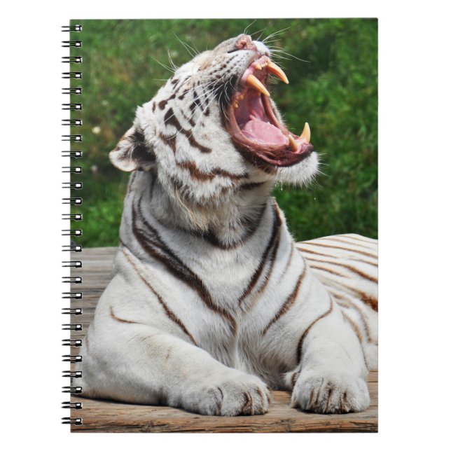 Espiral Tigre Branco, Caderno do Tigre-de-bengala (Frente)
