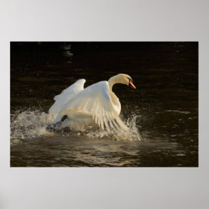 Espirrando o impressão da cisne