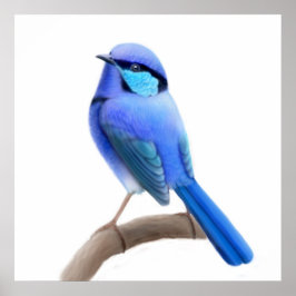 Esplêndida Fairy Wren Bird Impressão