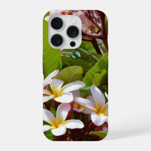 Esplendor Rosa, Flores de Frangipani Rosa em uma Á