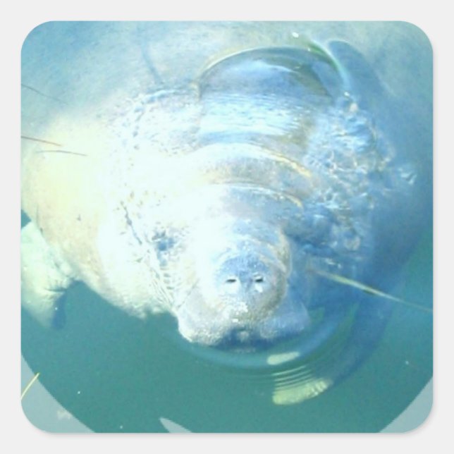 Espreitando a etiqueta do peixe-boi (Frente)