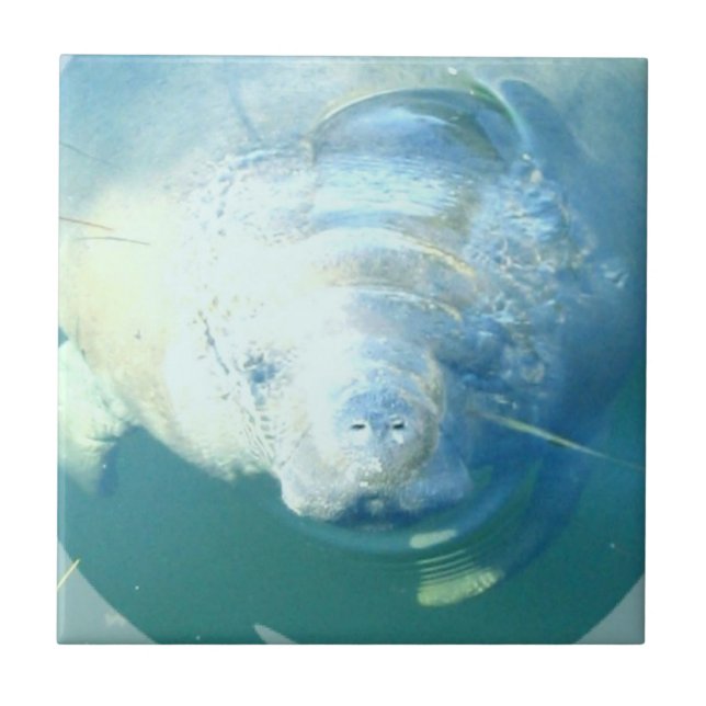 Espreitando o azulejo do peixe-boi (Frente)