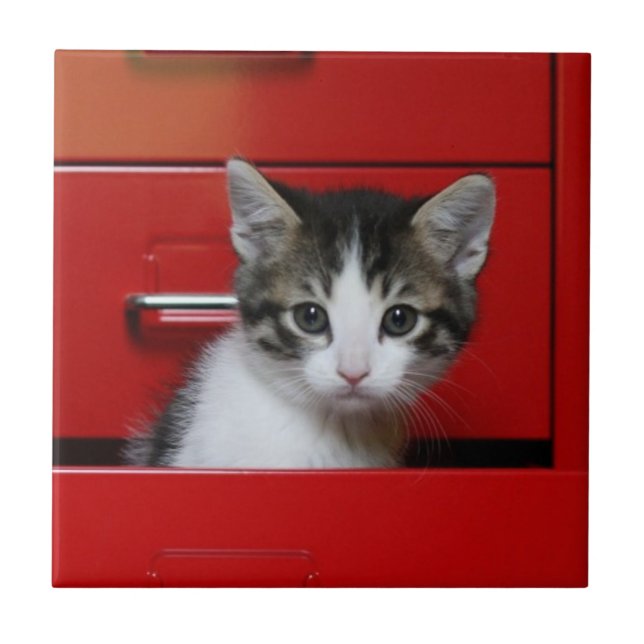 Espreitar do gatinho (Frente)