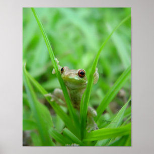 Espreite um poster do sapo da vaia