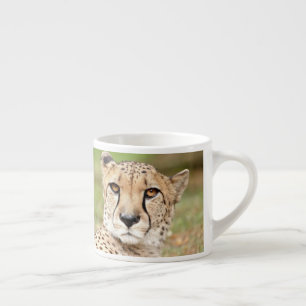 Espresso espresso, gato-do-pássaro. xícara de café expre