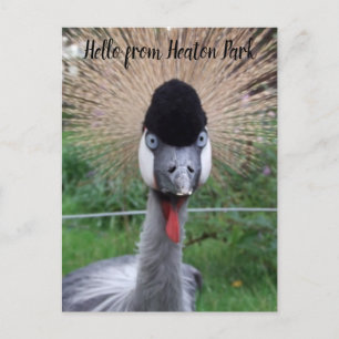 Esquadrão! Cartão Postal