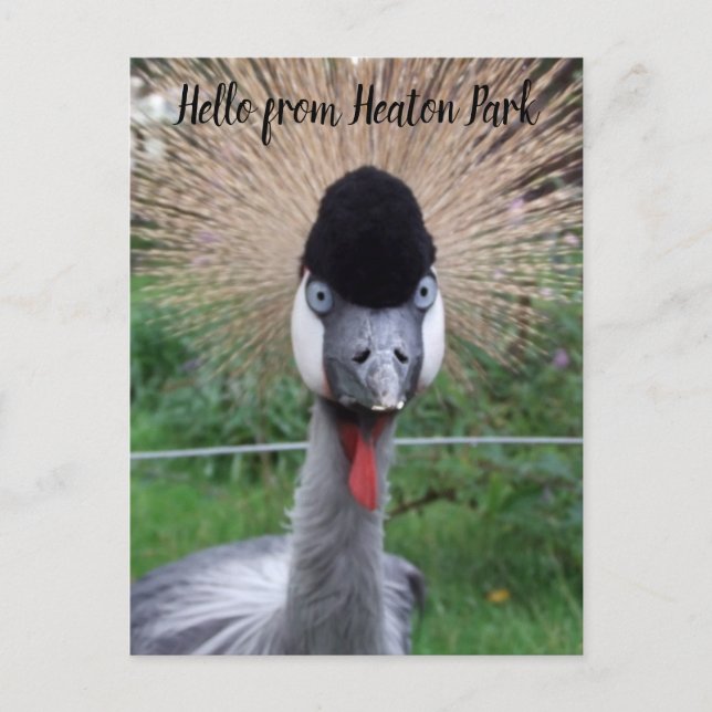 Esquadrão! Cartão Postal (Frente)