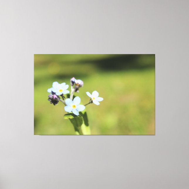 Esqueça-me, Nó Azul E Impressão Verde (Frente)