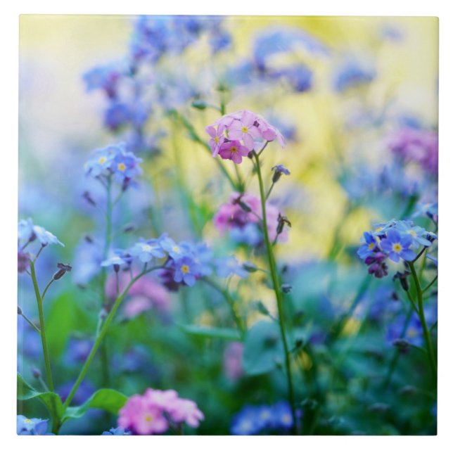 Esqueçam-me-não-flores (Frente)