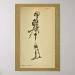 Esqueleto 1850 do impressão da anatomia do vintag