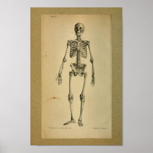 Esqueleto 1850 do impressão da anatomia do vintag