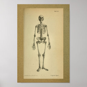 Esqueleto 1850 do impressão da anatomia do vintag