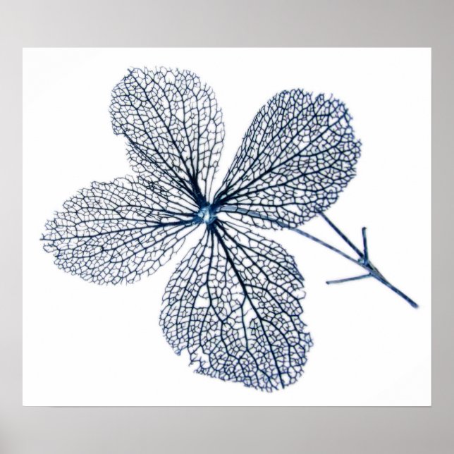 Esqueleto da Flor ~ impressão (Frente)