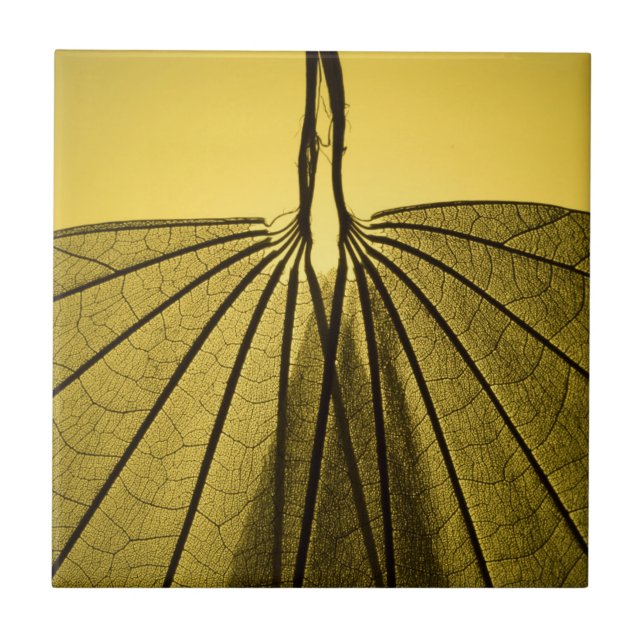 Esqueleto da folha (Frente)