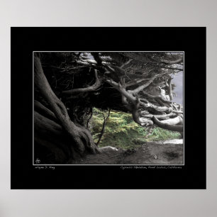 Esqueleto de Cypress - Poster