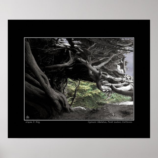 Esqueleto de Cypress - Poster (Frente)