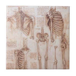Esqueleto de Ossos da Anatomia Humana de Leonardo