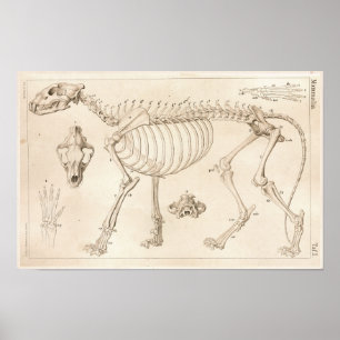 Esqueleto do impressão veterinário da anatomia d
