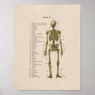 Esqueleto espanhol do impressão da anatomia do