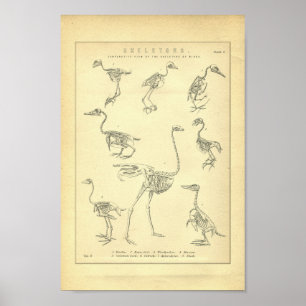 Esqueletos do vintage do impressão dos pássaros