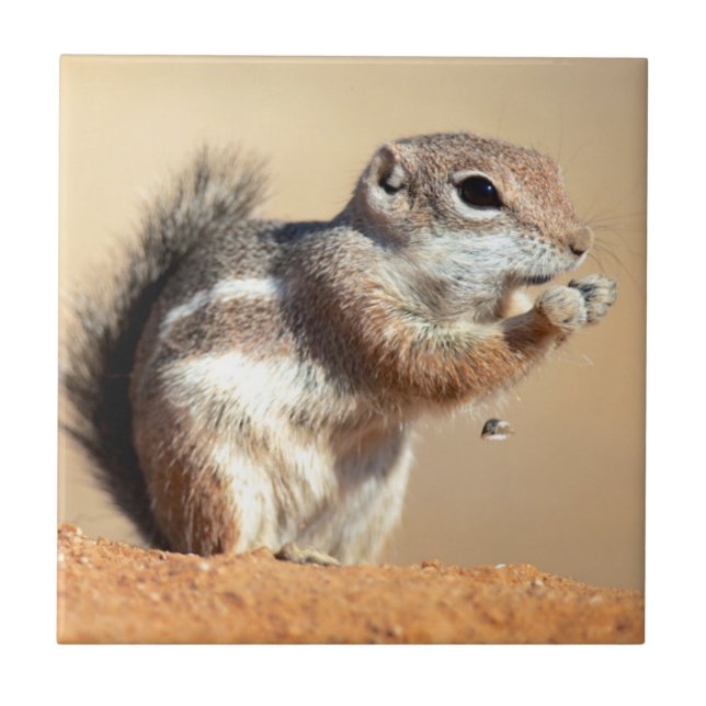 esquilo-antílope de Harris (Ammospermophilus) (Frente)