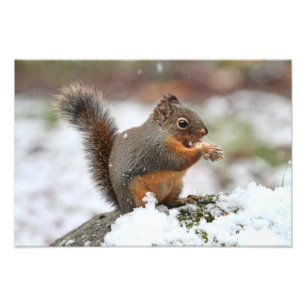 Esquilo bonito na foto da neve