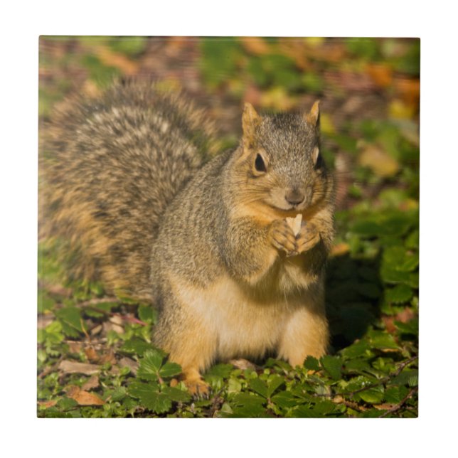 Esquilo Cinzento, comendo, amendoim, Crystal Sprin (Frente)