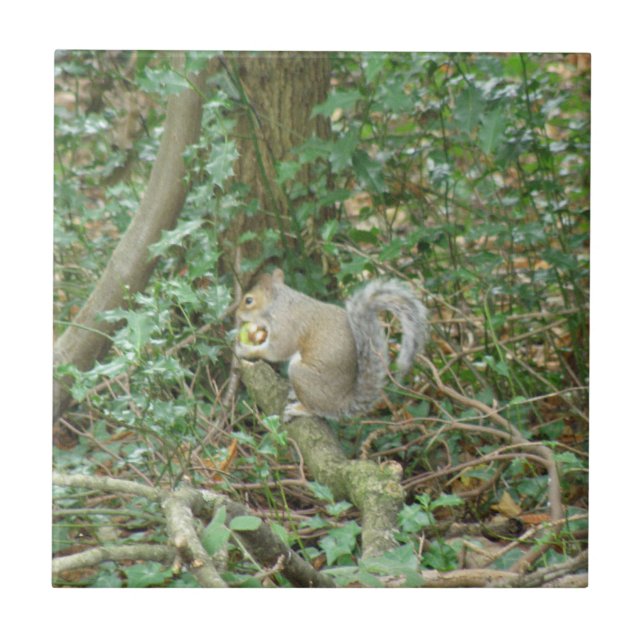 Esquilo com Azulejo Acorn (Frente)