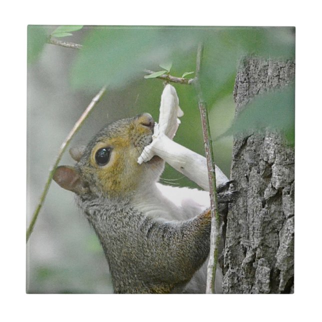 Esquilo com Azulejo de cogumelo (Frente)