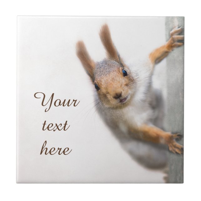 Esquilo curioso (Frente)