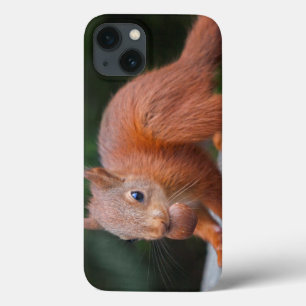 Esquilo de Bebê com Mini Mini Maleta Nut iPad