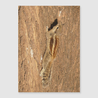 Esquilo de Palma Indiano num tronco de Árvore