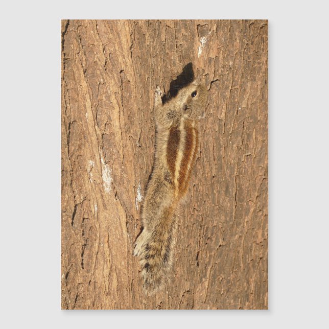 Esquilo de Palma Indiano num tronco de Árvore (Frente)