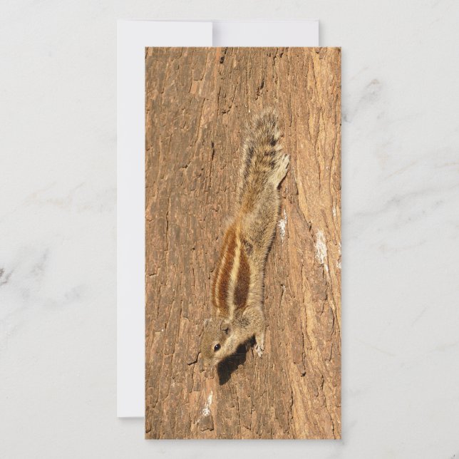 Esquilo de Palma Indiano num tronco de Árvore (Frente)