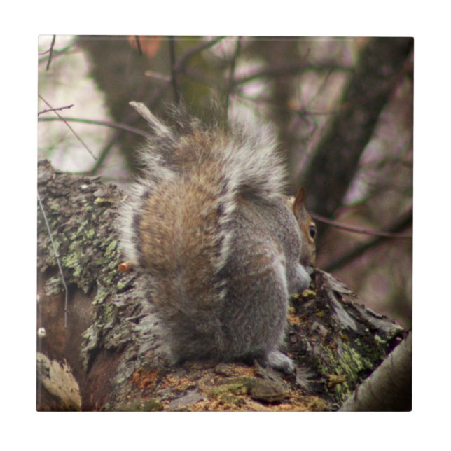 Esquilo na Foto em Árvore (Frente)