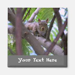 Esquilo na Imã de geladeira da árvore