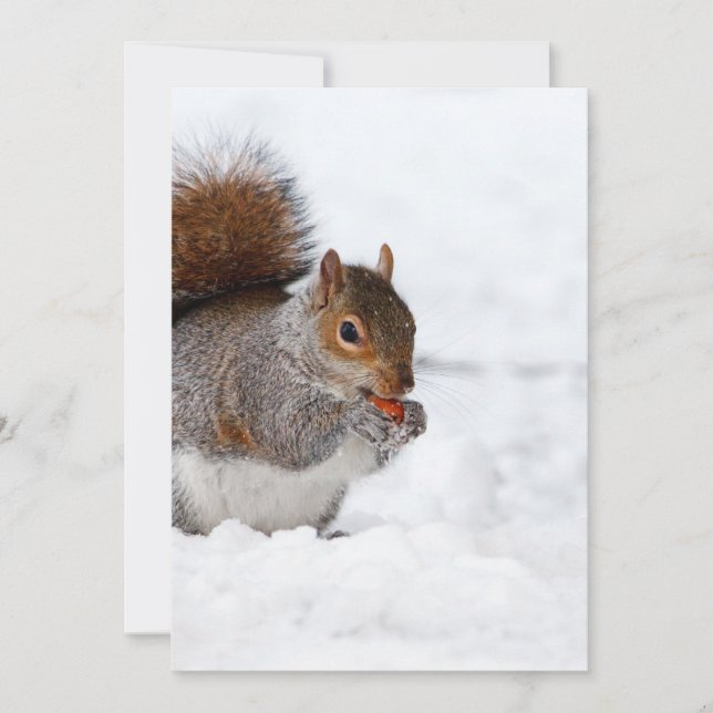 Esquilo no inverno (Frente)