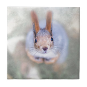 Esquilo olha para você de baixo para cima