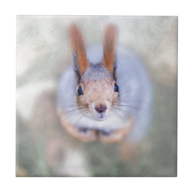 Esquilo olha para você de baixo para cima (Frente)