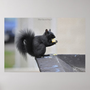 Esquilo preto que come o impressão da foto dos